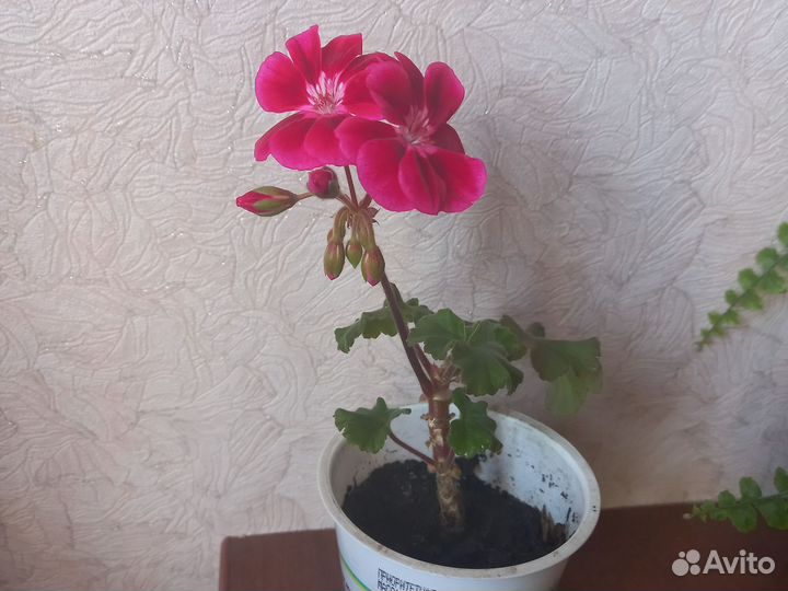 Пеларгония герань