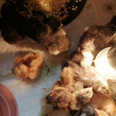 Цыплята суточные несушки