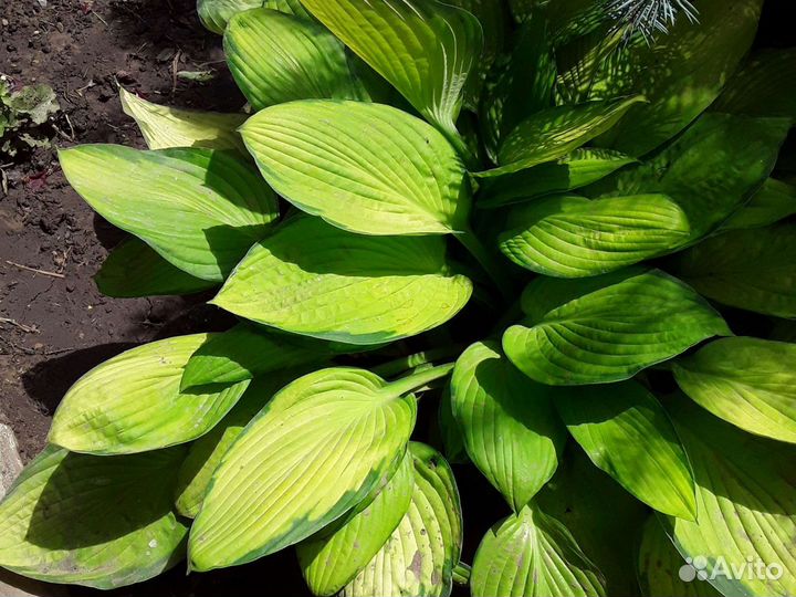 Хосты разные