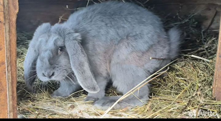 Самцы и самки баран