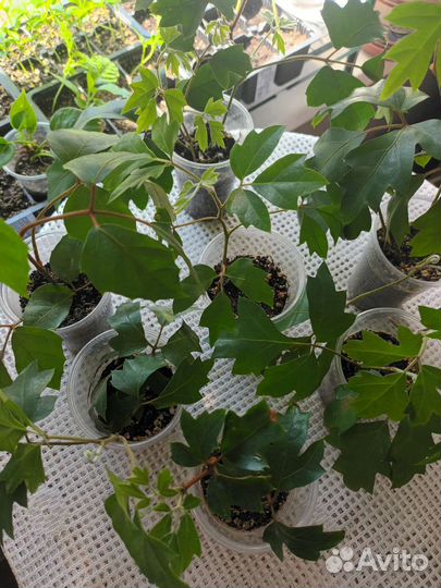 Циссус (березка)