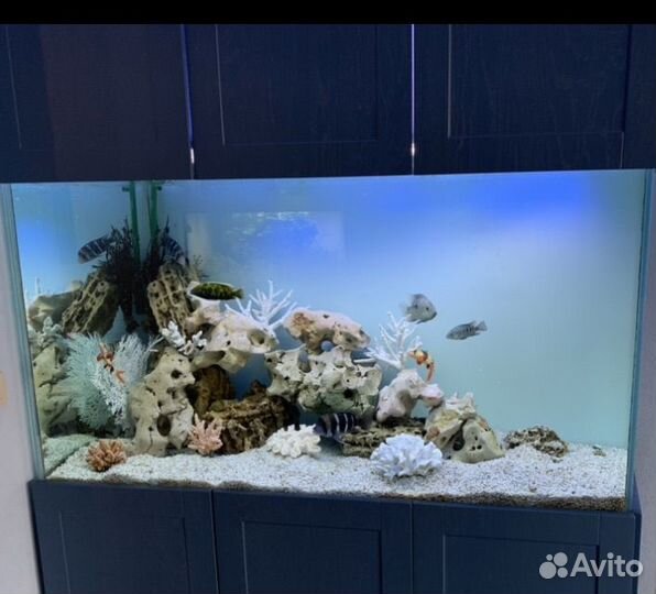 Обслуживание аквариумов