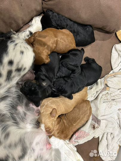 Кокер спаниель