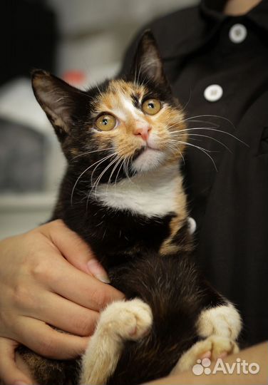 Котенок Эля 4,5 мес