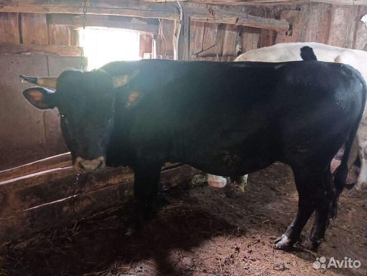 Быки на племя