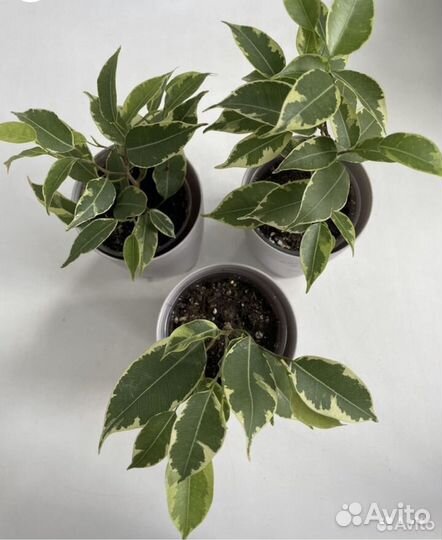 Фикус бенджамина