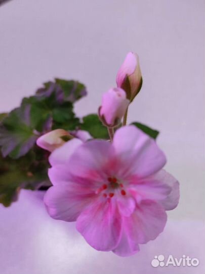 Комнатные цветы- эписция и герань