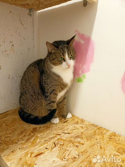 Кошка в добрые руки