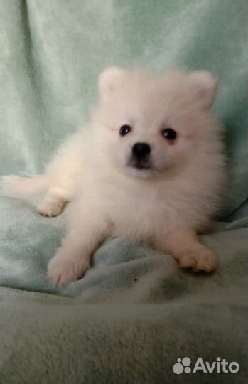 Щенки померанского шпица