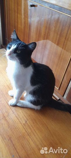 Котик Кузя ищет дом