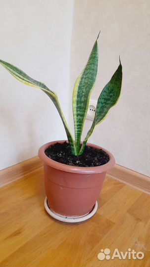 Сансевиерия