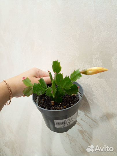 Папоротник