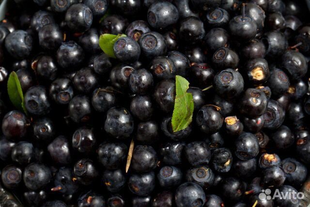 Клюква брусника черника замороженные дикорастущие