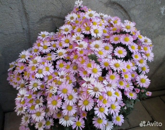 Садовые растения