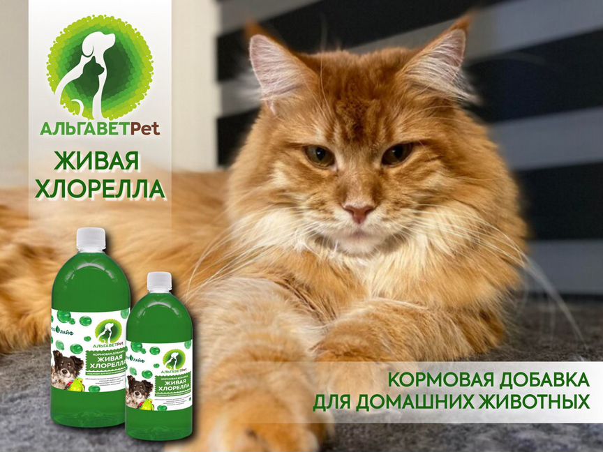 Живая хлорелла для животных Альгавет Pet 0,5 л