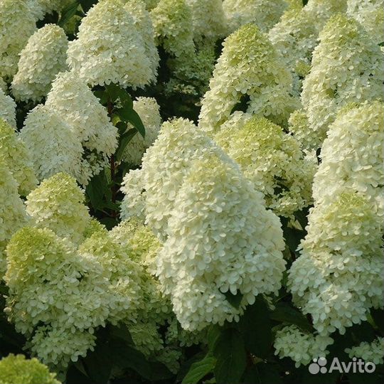 Гортензия polar бир, Пиксио