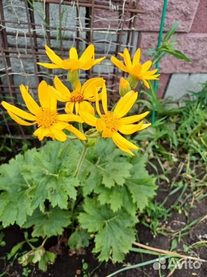 Бузульник пальматилоба