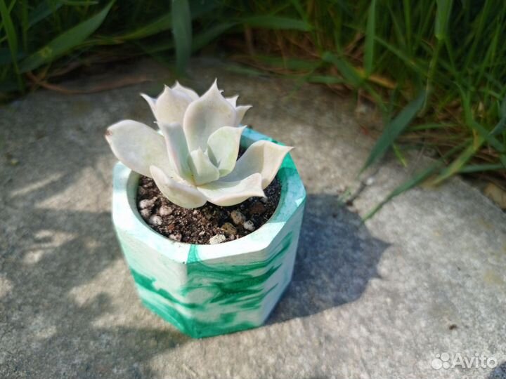 Суккуленты