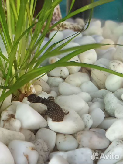 Сомики анциструсы