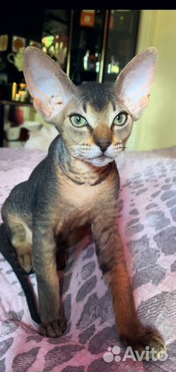 Котята сфинкс