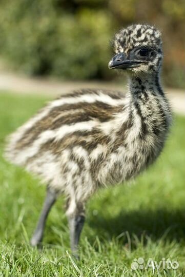 Страусята, яйцо инкубационное страуса