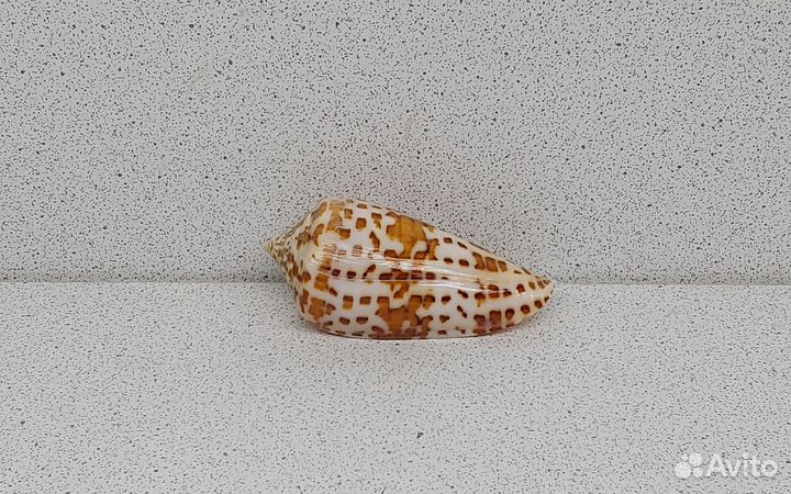 Конус Градатус 6,3 морская ракушка раковина