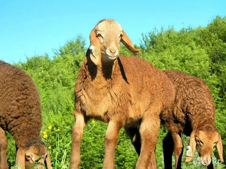 Бараны на мясо