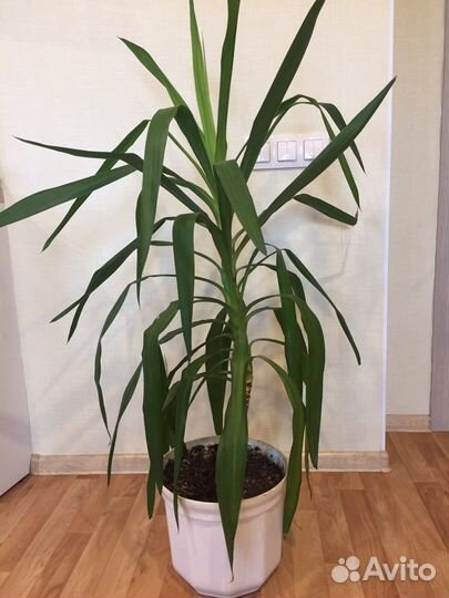 Пальма, драцена,фикус