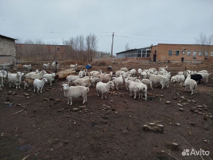 Продаются стадо коз