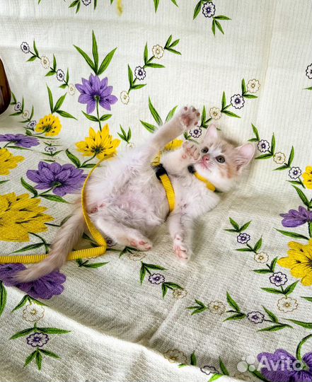 Пушистый и трехцветный котенок