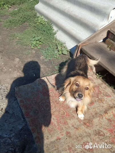 Собаки бесплатно в добрые руки