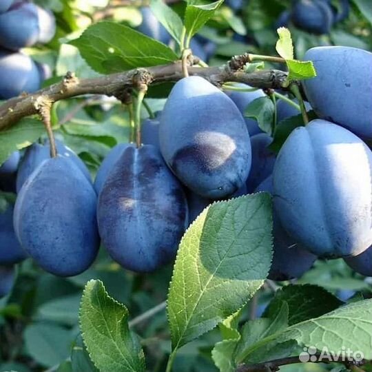 Сливы саженцы зимостойкие 1,8 метра