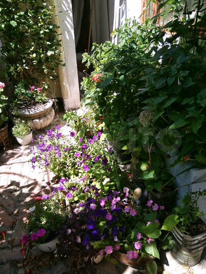 Комната 20 м² в 5-к., 1/2 эт.