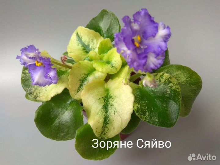 Сортовые фиалки