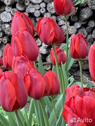 Тюльпаны луковицы