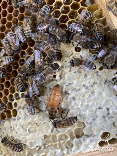 Матки бакфастF1