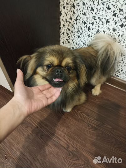 Вязка пекинес
