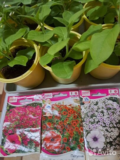 Рассада для сада цветы