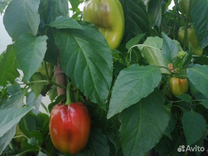 Перец болгарский рассада