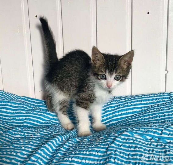 Котёнок с пятнышком в добрые руки