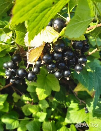 Смородина красная и чёрная