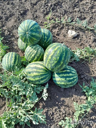 Арбуз оптом
