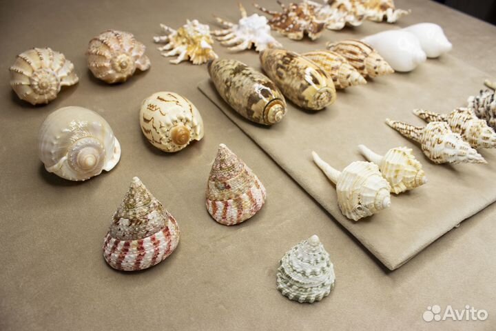 Морские ракушки разные 50-170р/шт