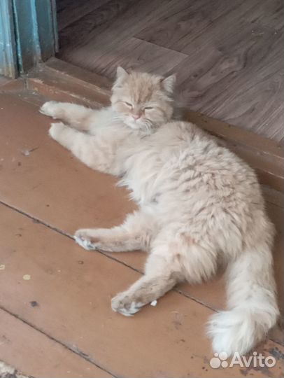 Котята в добрые руки девочки