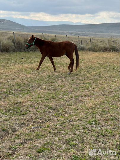 Жеребенок дончак