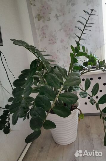 Комнатные растения цветы большие