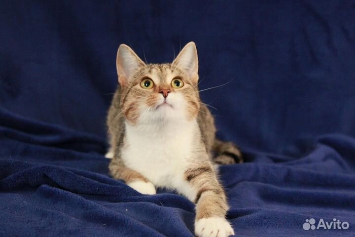 Молодая кошечка Элена