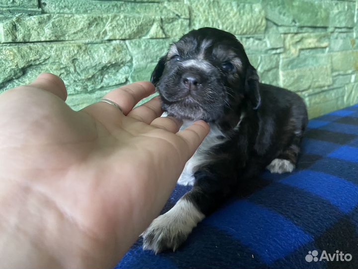 Собака в добрые руки отдам бесплатно