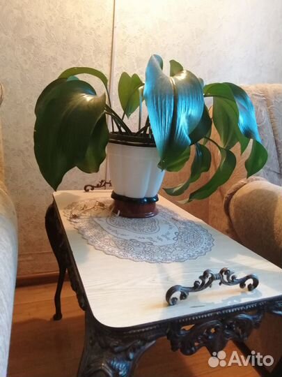 Эухарис амазонская лилия