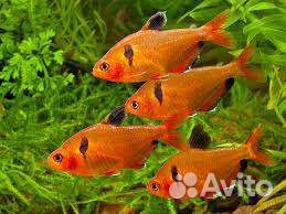 Аквариумные рыбки и все для аквариумистики